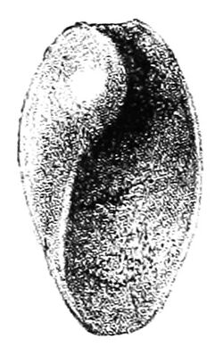 Roburnella wilsoni shell.jpg