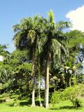 Roystonea borinquena - San Juan Botanical Garden - DSC07039.JPG