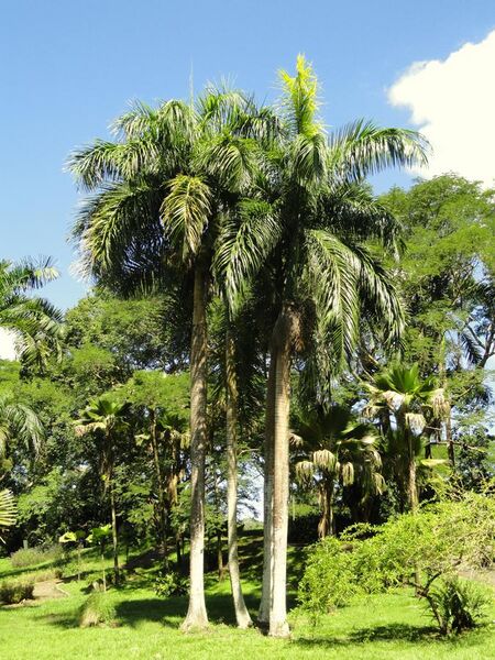 File:Roystonea borinquena - San Juan Botanical Garden - DSC07039.JPG