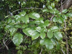 Rubus australis 11.JPG