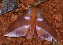 Saturniid Moth (Othorene purpurascens) (25021388067).jpg