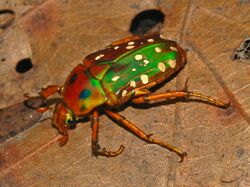 Scarabaeidae - Stephanorrhina princeps bamptoni.JPG
