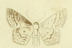 Scopula corrivalaria.JPG