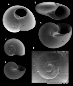 Seamountiella caledonica (MNHN-IM-2000-34945).jpeg