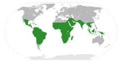 World map showing distribution of Senegalia throughout the tropics