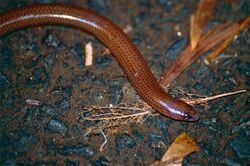 Short-limbed Snake-skink (Ophioscincus truncatus) (10041161264).jpg