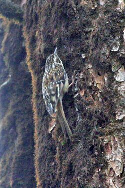 Sichuan Treecreeper (8077153532).jpg