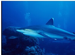 Silvertip shark (Carcharhinis albimarginatus).jpg