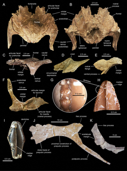Skeletal elements of Lophorhothon.png