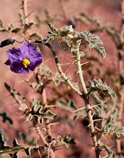 Solanum petrophilum plant.jpg