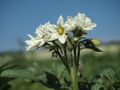 Solanum tuberosum Duke of York (04).jpg