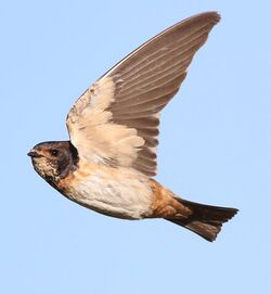 South African cliff swallow, Petrochelidon spilodera, at Suikerbosrand Nature Reserve, Gauteng, South Africa (22747098474).jpg