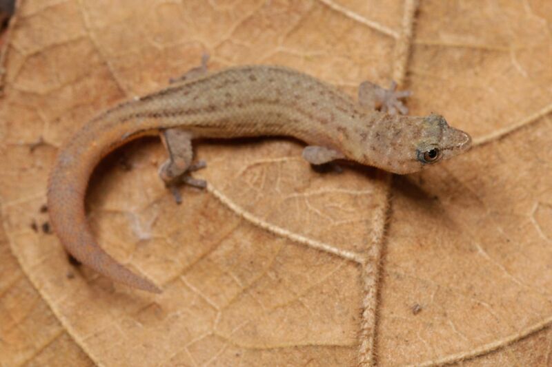 File:Sphaerodactylus arisae.jpg