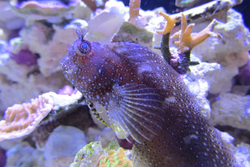 Starry Blenny.png