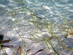 Syringodium filiforme (manatee grass) (southeastern Graham's Harbour, San Salvador Island, Bahamas) 4 (16021922186).jpg