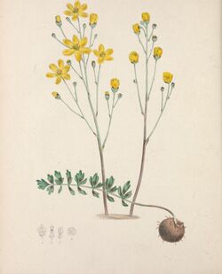 The floral cabinet and magazine of exotic botany (1840) (14775572821).jpg