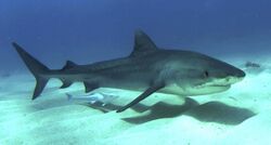 Profile photo of shark, accompanied by remora, swimming just above a sandy seafloor
