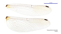 Tonyosynthemis claviculata female wings (34252116623).jpg
