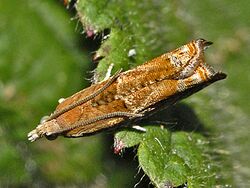 Tortricidae - Epinotia tenerana.JPG