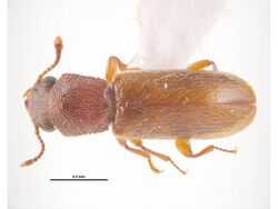 Trogoxylon aequale.jpg