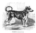 Turnspitdog-1862.jpg