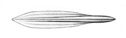 Uroteuthis duvauceli gladius.jpg