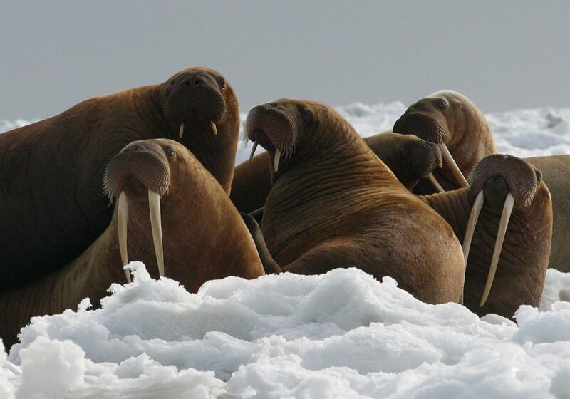 File:Walrus Cows and Yearlings on Ice.jpg