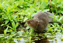 Water Vole on Boot Hill (5592665124).jpg