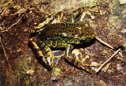 Zoologisches Forschungsmuseum Bonn - Odorrana geminata.jpg