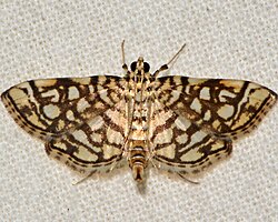 Lygropia rivulalis - Bog Lygropia Moth (15437031344).jpg