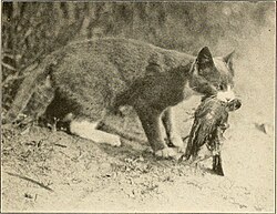 ... The domestic cat; bird killer, mouser and destroyer of wild life; means of utilizing and controlling it (1916) (20981393702).jpg