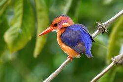 023 African pygmy kingfisher at Kibale forest National Park Photo by Giles Laurent.jpg