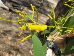 Acacia difficilis.jpg