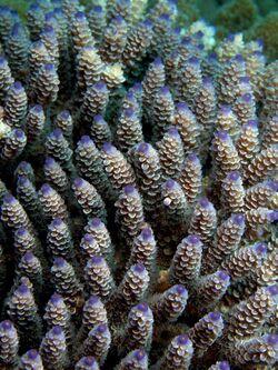 Acropora secale (Hard coral).jpg