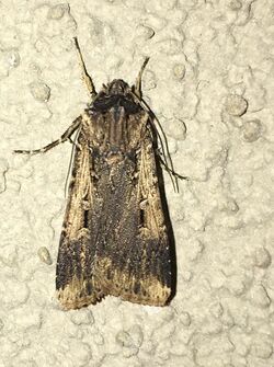 Agrotis volubilis 2539347.jpg