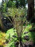 Aloe ramosissima 2.jpg