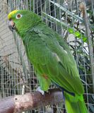 Amazona ochrocephala -zoo-8.jpg