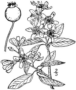 Amelanchier intermedia drawing.png