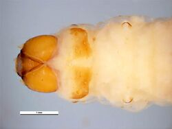 Amyelois transitella larva head.jpg