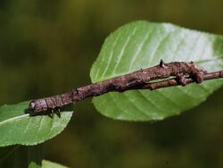 Angerona prunaria (larva) - Orange moth (caterpillar) - Пяденица сливовая (гусеница) (40206030904).jpg