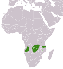 Angolan Genet area.png