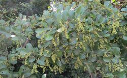 Antidesma ghaesembilla - Black Currant Tree at Blathur 2014 (15).jpg