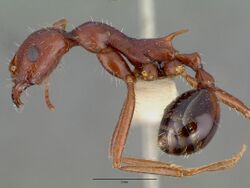 Aphaenogaster cockerelli castype00622 profile 1.jpg