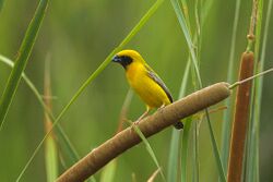 Asian Golden Weaver - Petchaburi - Thailand S4E4522 (14072230600) (2).jpg