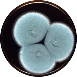 Aspergillus marvanovae meaox.png