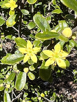 Asterolasia buxifolia flowers 01.jpg