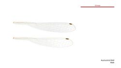 Austrosticta fieldi male wings (34441848470).jpg