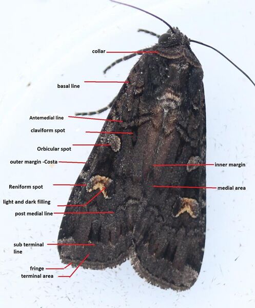 File:Basic moth identification features.jpg