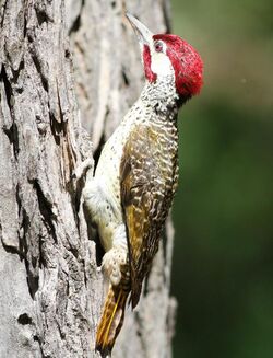 Bennett's Woodpecker, Campethera bennettii at Marakele National Park, Limpopo, South Africa (male) (16094899547).jpg