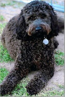 Blacklabradoodle.jpg